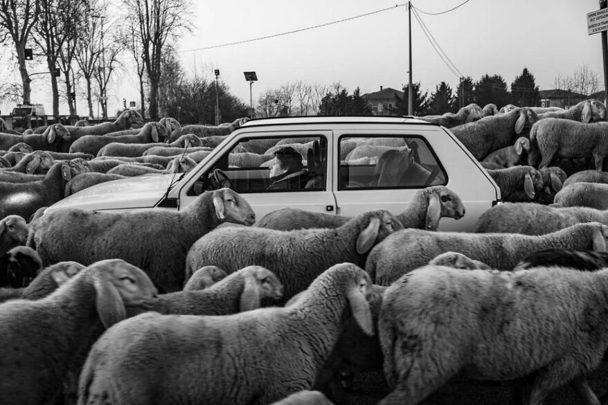 Untitled By Giulio Cesare Grandi