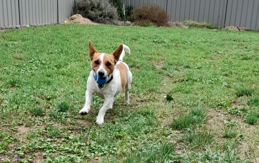 Jack Russel In Mid-Run With A Toy Ball.