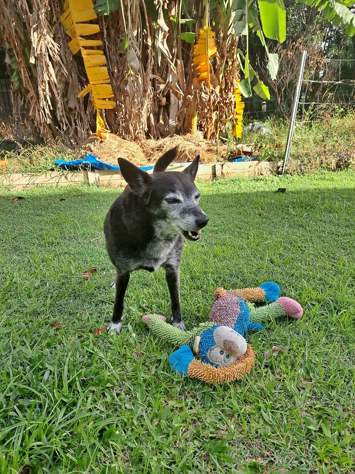 My Baby Boy!! Skippy The Schipperke X Kelpie! 10 Yrs Old!