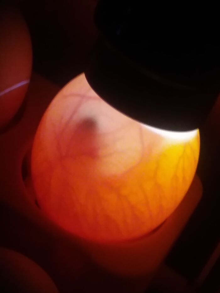 A Chicken Egg In The Incubator