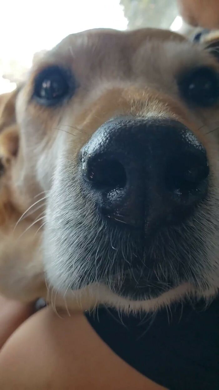 My Very Old Doggo's Hair Is Turning Really White