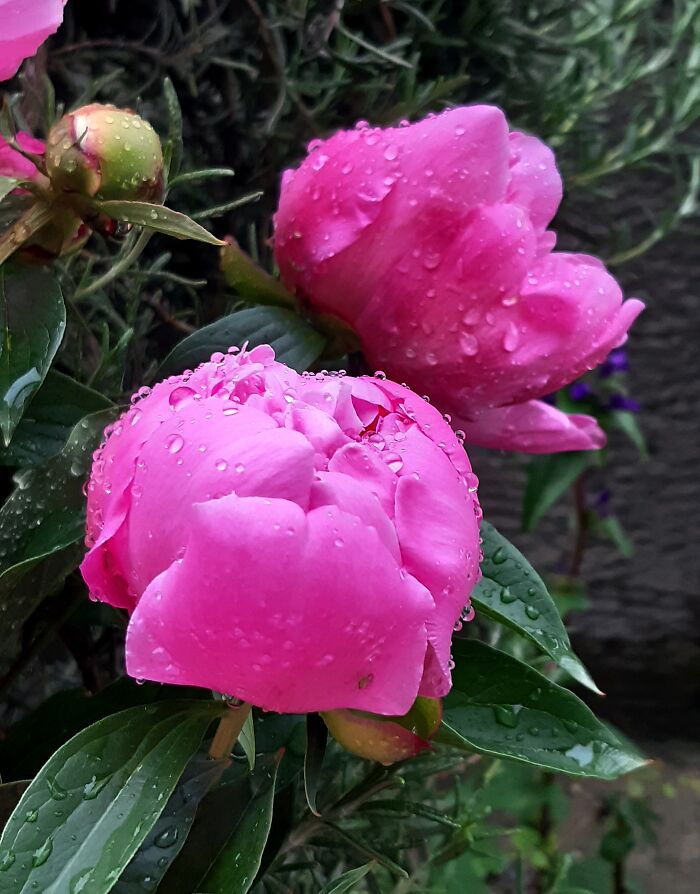 Peonies After Rain, Heavenly Scent :)
