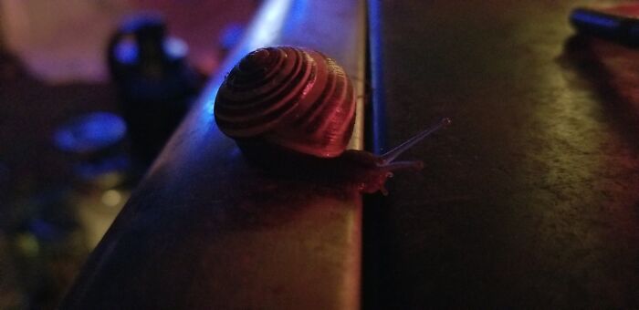 Got Stoned And Made A New Friend While Watching Robin Williams On The Backyard Projector!