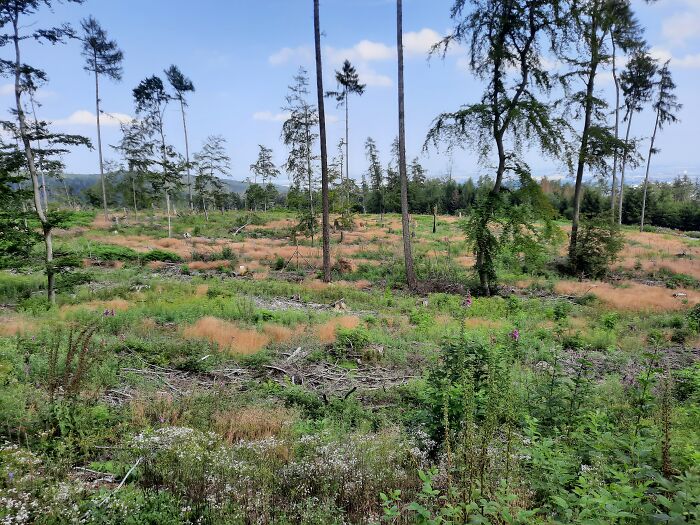 Forrest Has Been Cleared Bc All The Spruce Trees Died, Several New Plants Are Growing Instead