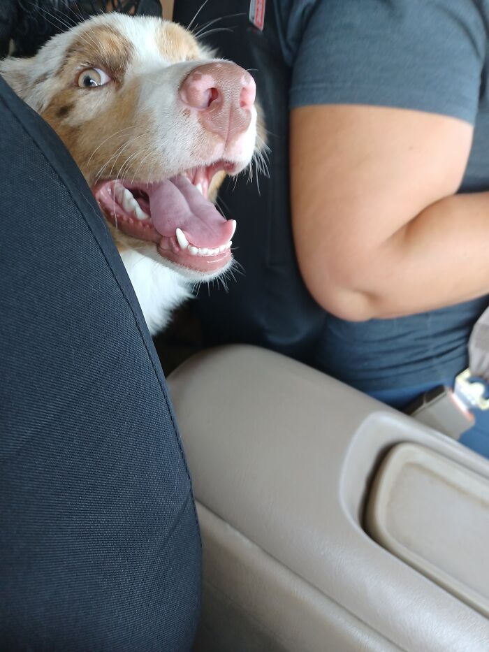 My 7 Month Old Australian Shepherd, Brooklynn Ann Reese