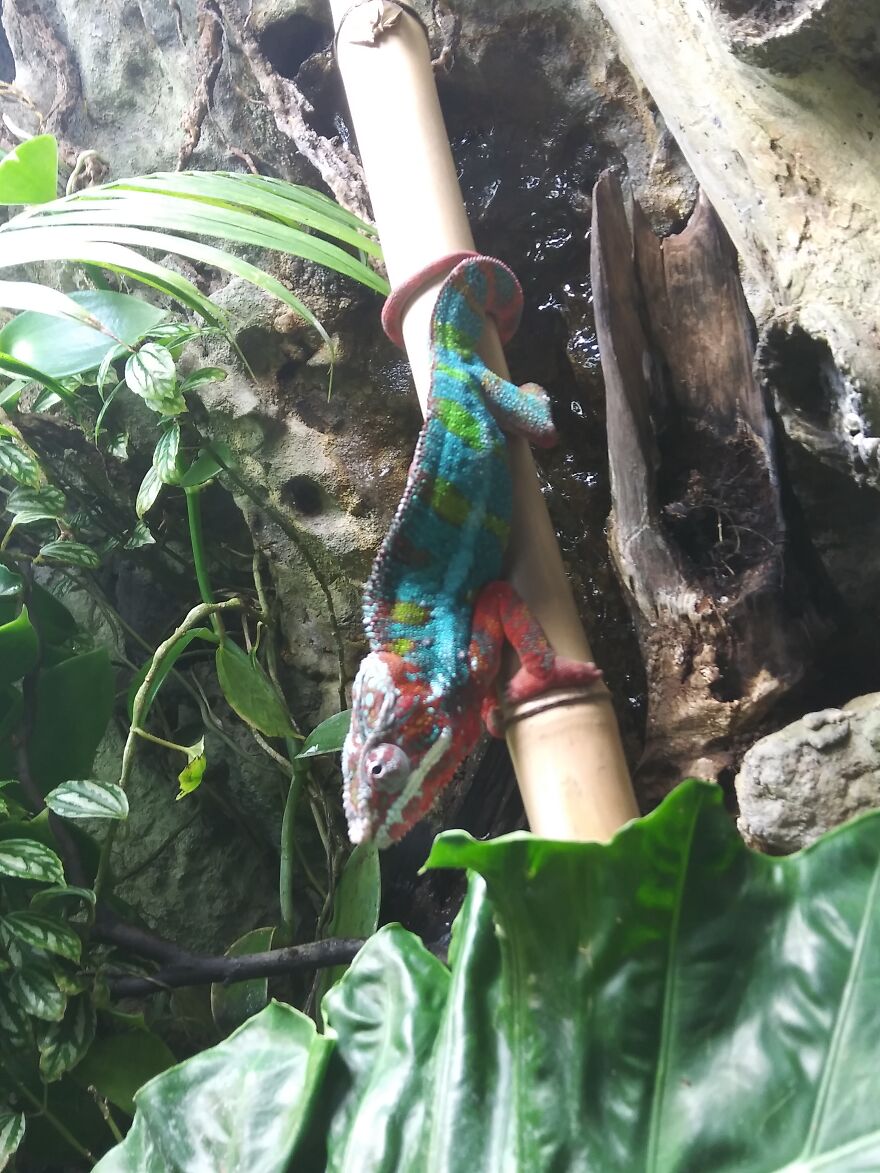 Not The Best, But It's A Panther Chameleon From The Chattanooga Aquarium