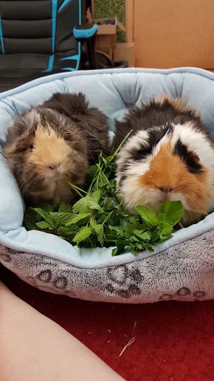 My Guinea Pigs