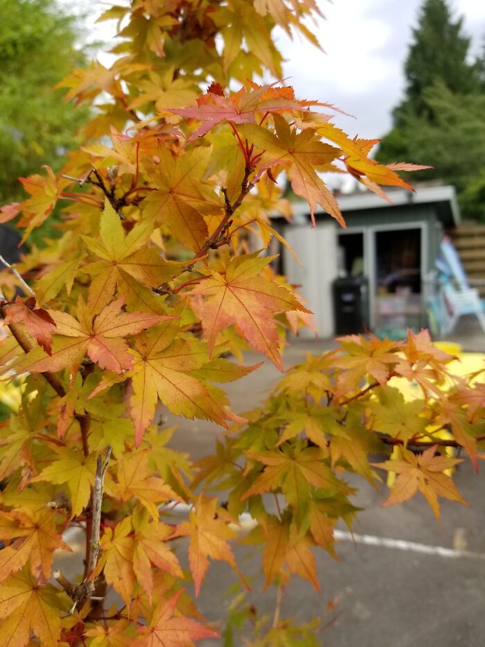 Little Tree At My Aunt's House- In Full Fall Colour