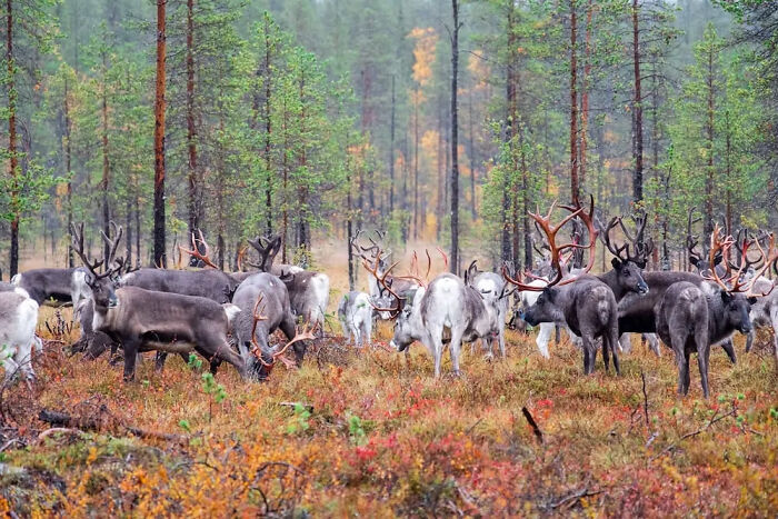 Sami National Park, Northern Sweden
