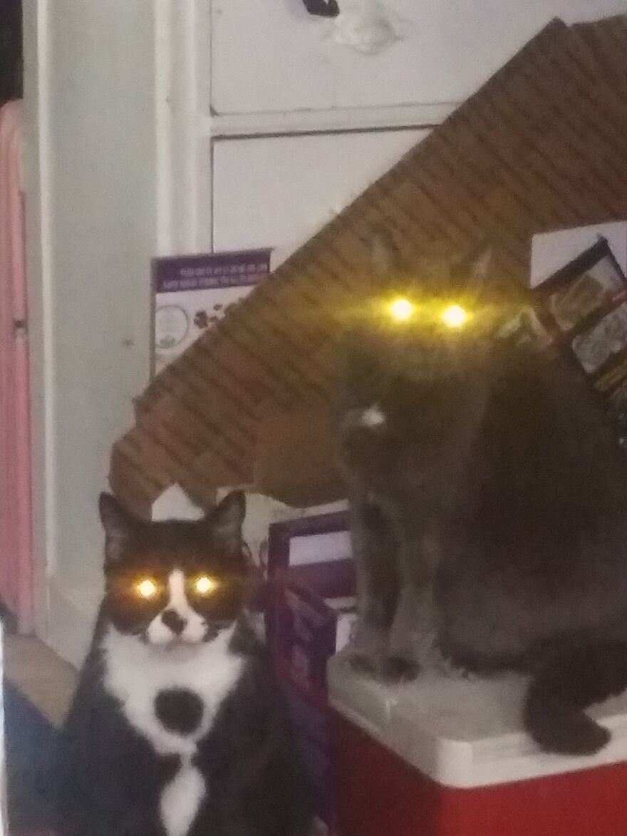 Idk, If It Counts As Cool But My Bois Are Villans, The Grey One Is 20 And Going To Vet Today From Not Eating In 3 Days, Wish Him Luck Hope He Makes It.