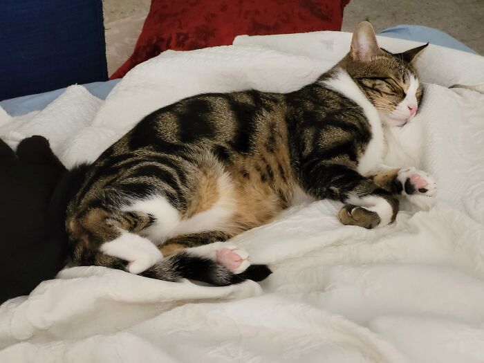 Maxwell Is Dreaming Of Rous's...