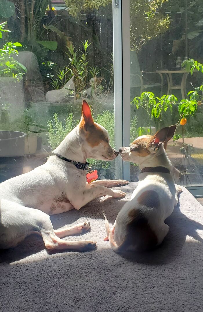 We Adopded A New Puppy. Currently 100 Plus Photos In My Phone This Week. The New Puppy Is The Big One.