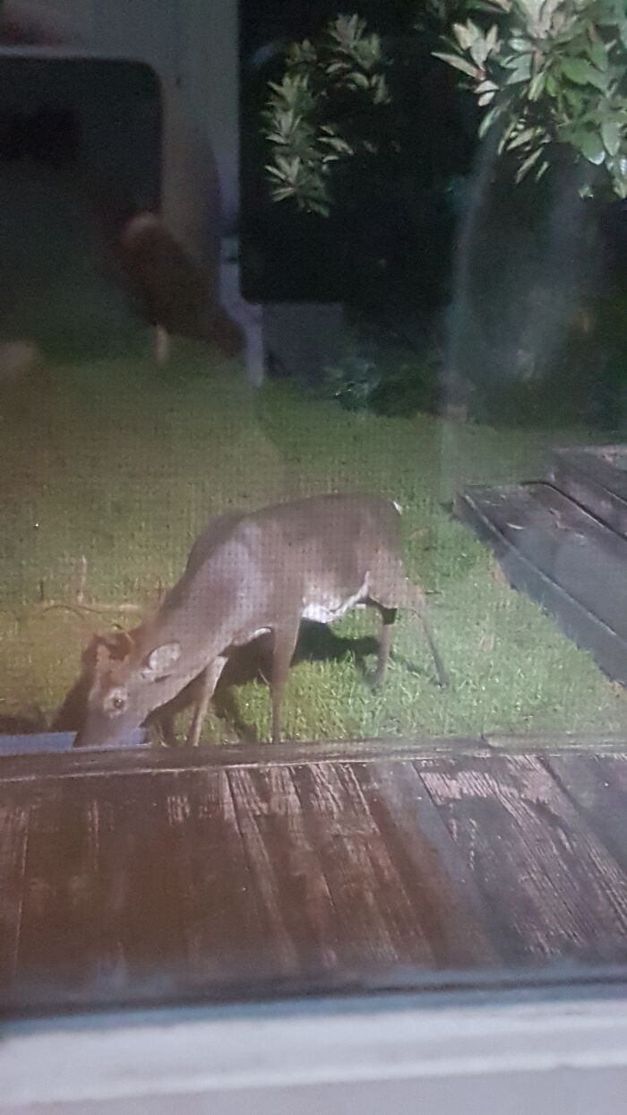 The Oldest Of The Local Pack. Was Trying To Get A Good Picture Of His Blind Left Eye And The Fibroma On His Left Abdomen. Still, He's Doing Ok And Getting His Meals. :)