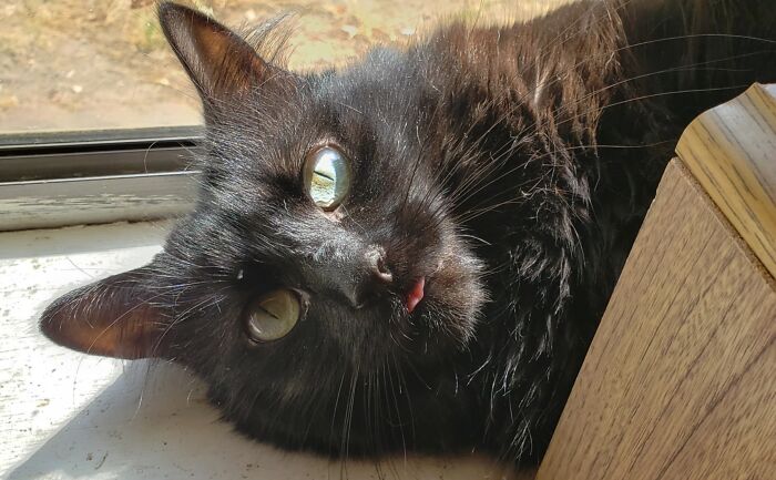 Muffy The Fluffy With Her Afternoon Blep.