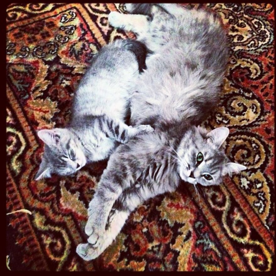 Our Beautiful Mumma Cat And Her Baby.