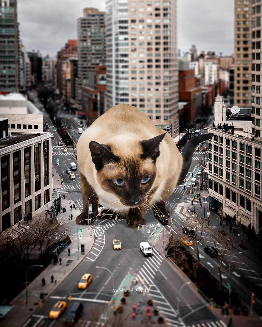 Artist Shows What It Would Be Like If The World Were Inhabited By Giant Cats (92 New Pics)