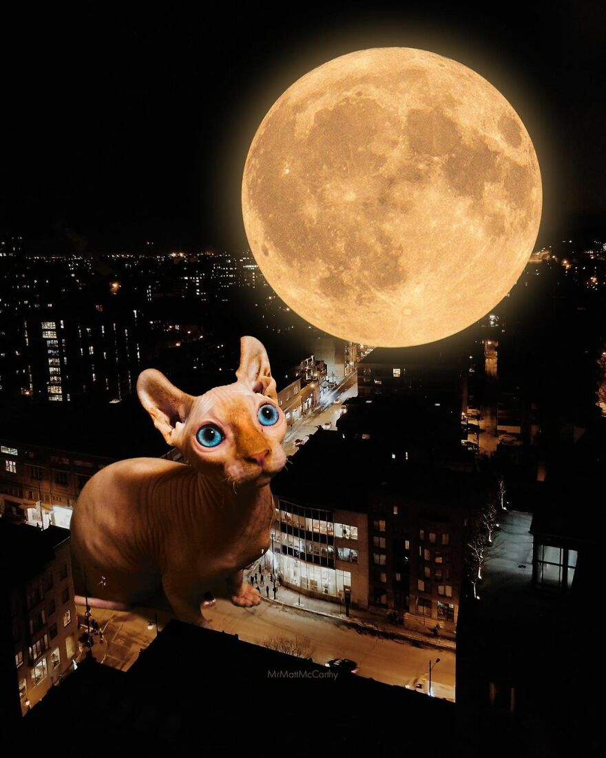 Artist Shows What It Would Be Like If The World Were Inhabited By Giant Cats (92 New Pics)