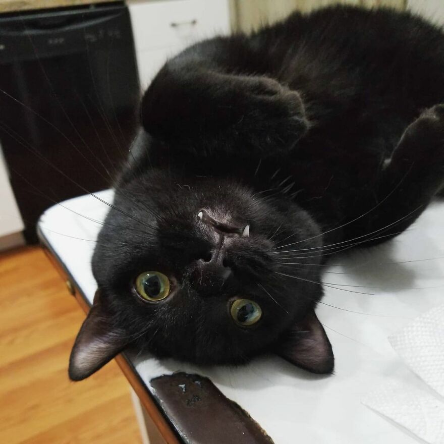 This Cat Went Viral Because He Learned To Beg In A Way That Melts People&rsquo;s Hearts