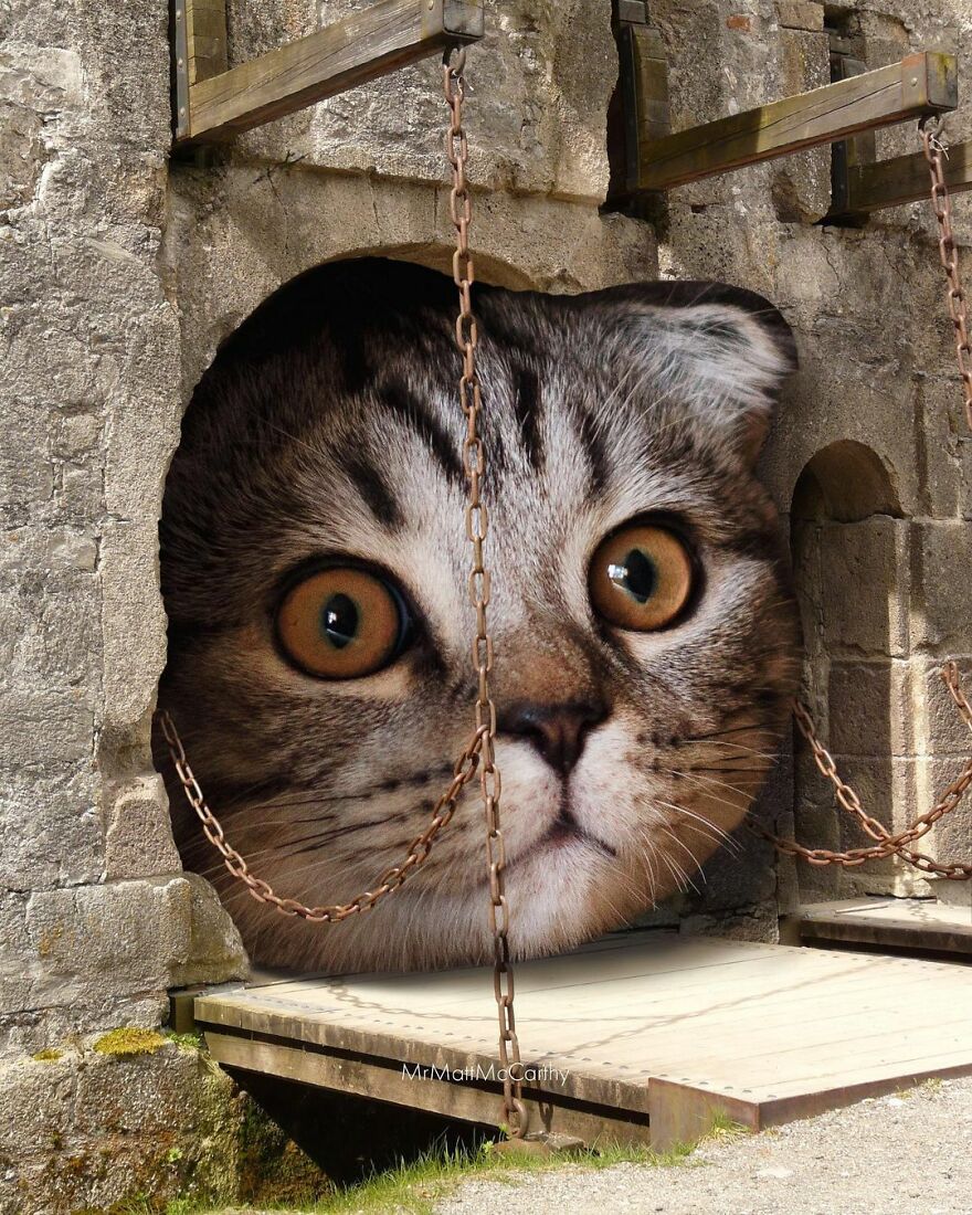 Artist Shows What It Would Be Like If The World Were Inhabited By Giant Cats (92 New Pics)