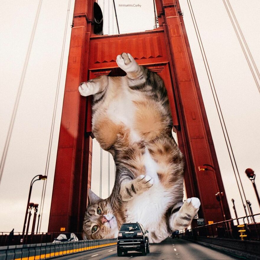 Artist Shows What It Would Be Like If The World Were Inhabited By Giant Cats (92 New Pics)