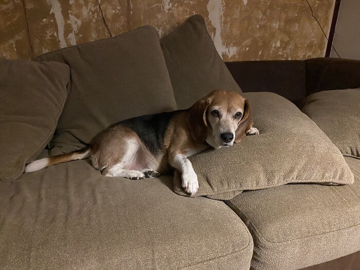 Cinnamon My 10 Year Old Beagle