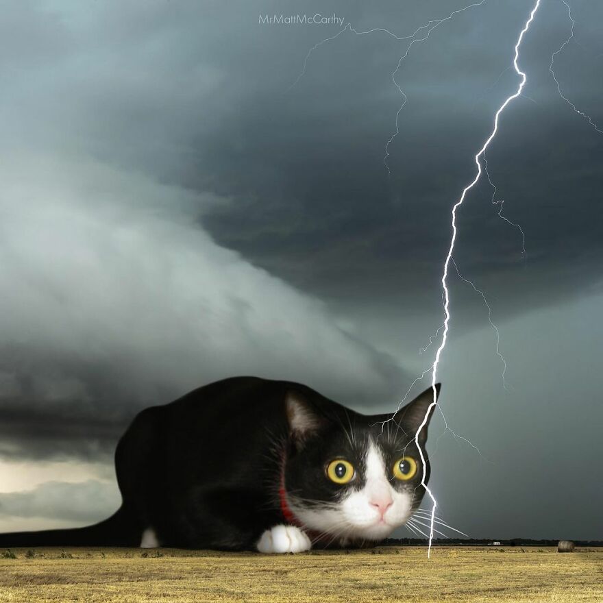 Artist Shows What It Would Be Like If The World Were Inhabited By Giant Cats (92 New Pics)