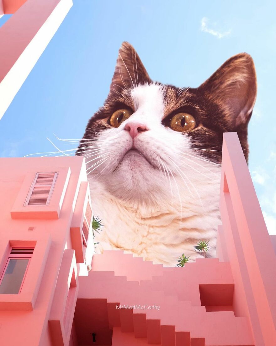 Artist Shows What It Would Be Like If The World Were Inhabited By Giant Cats (92 New Pics)