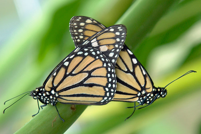 "White Mirror": 20 personas de este grupo online crean historias para "Black Mirror" que no son terroríficas ni deprimentes