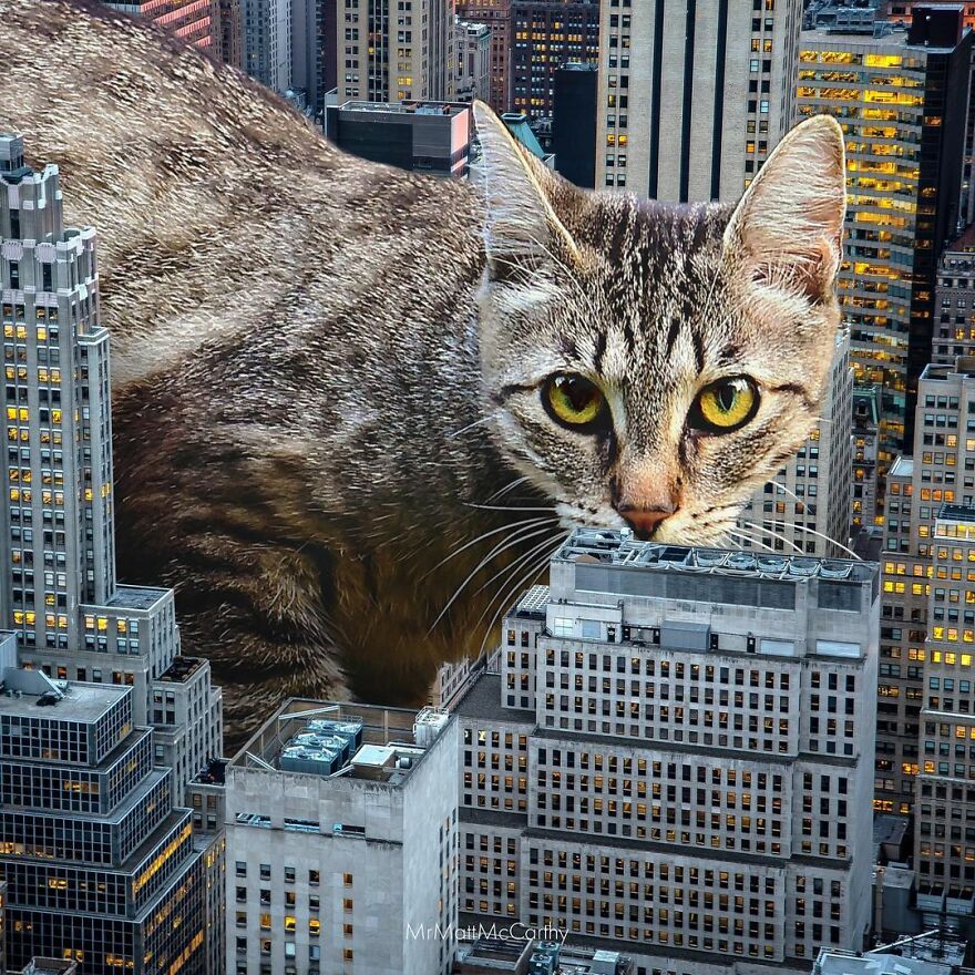 Artist Shows What It Would Be Like If The World Were Inhabited By Giant Cats (92 New Pics)
