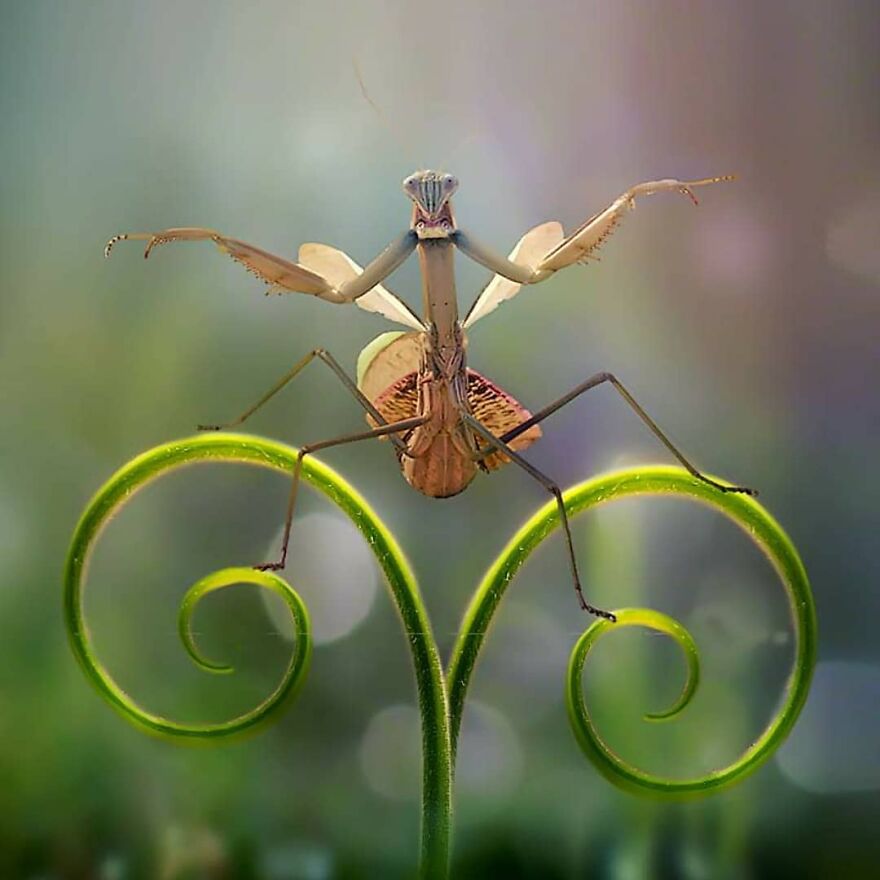 Photographer Accidentally Captured A Photo Of This Extremely Chill Lizard Basking In The Sun (+21 More Of His Pics)