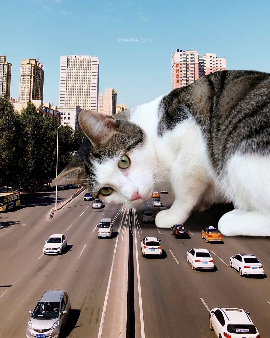 Artist Shows What It Would Be Like If The World Were Inhabited By Giant Cats (92 New Pics)