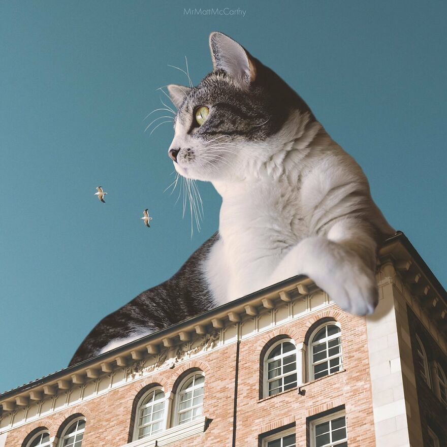 Artist Shows What It Would Be Like If The World Were Inhabited By Giant Cats (92 New Pics)