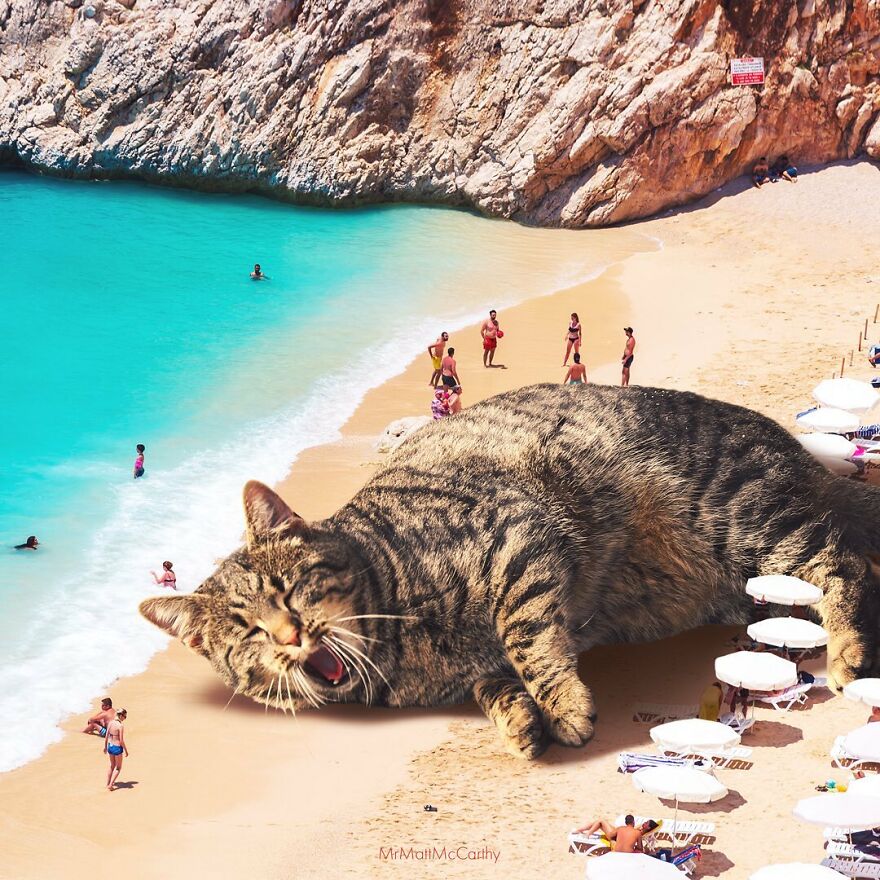 Artist Shows What It Would Be Like If The World Were Inhabited By Giant Cats (92 New Pics)