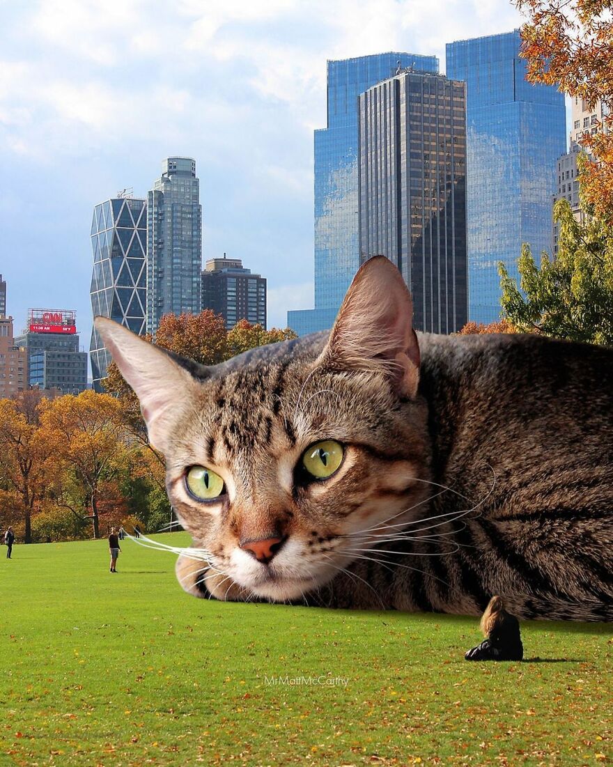 Artist Shows What It Would Be Like If The World Were Inhabited By Giant Cats (92 New Pics)