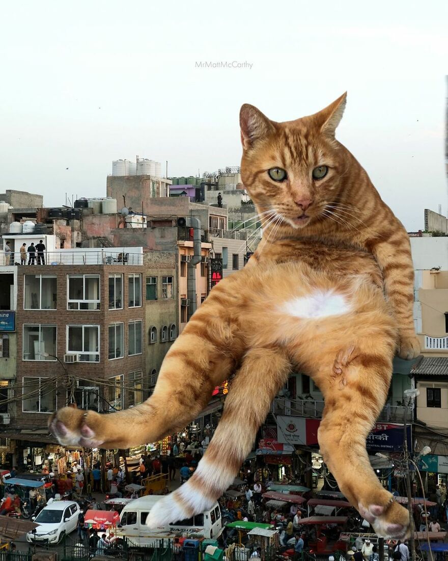 Artist Shows What It Would Be Like If The World Were Inhabited By Giant Cats (92 New Pics)