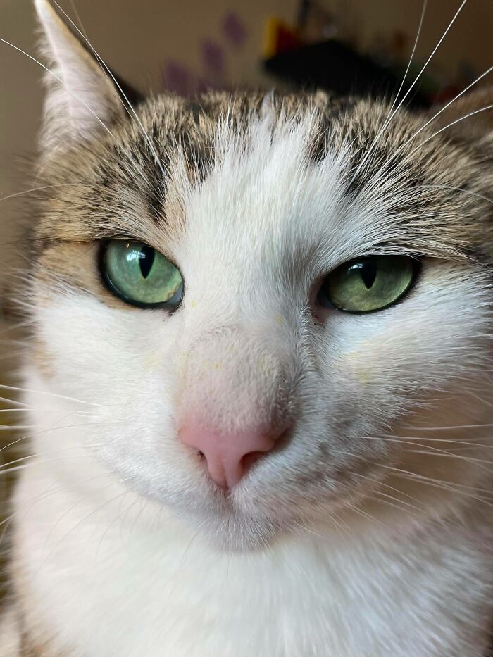 My Cat Sniffled Some Flowers, So There's Some Pollen Left On Her Nose