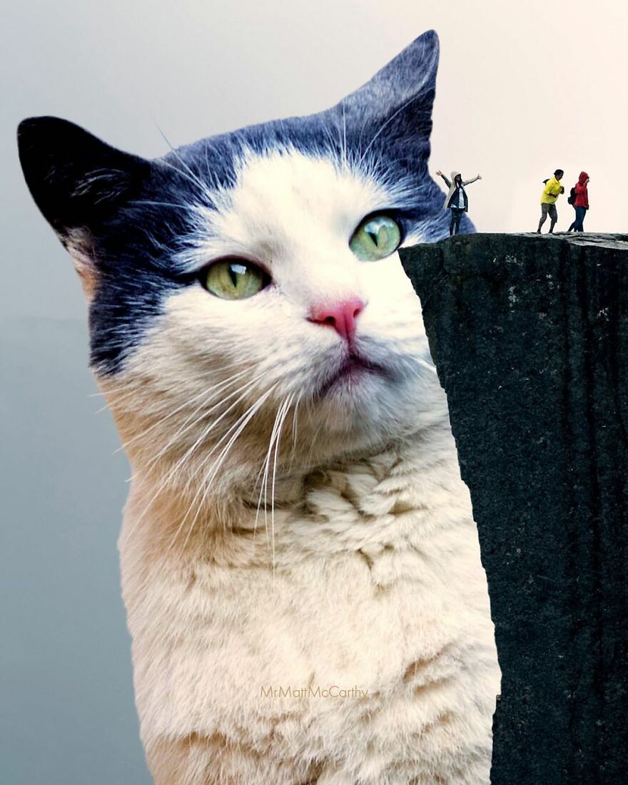 Artist Shows What It Would Be Like If The World Were Inhabited By Giant Cats (92 New Pics)