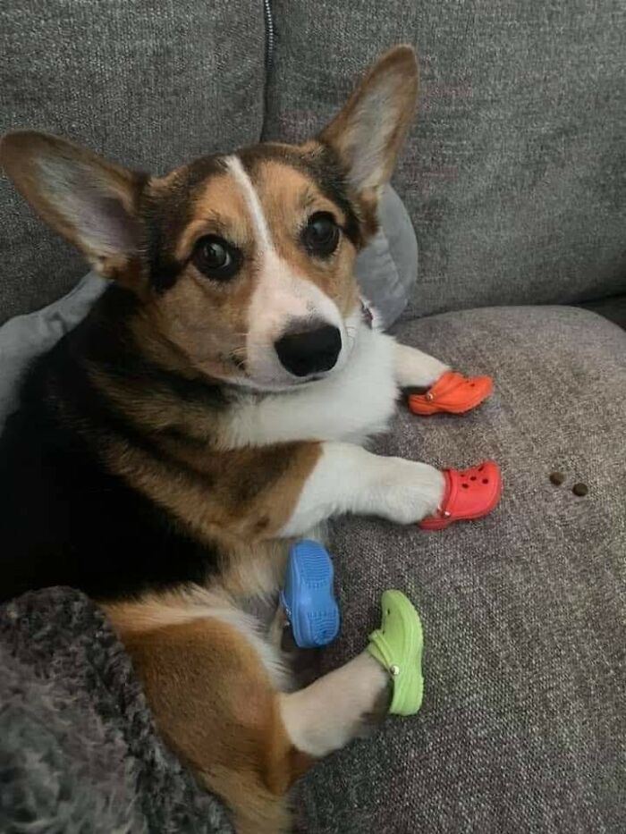 Important-Animals-Funny-Images