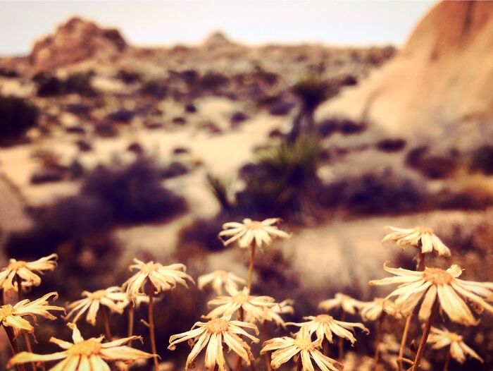 Joshua Tree National Park - 2018