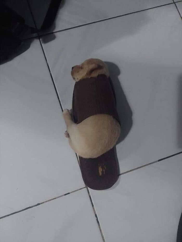 This Facebook Page Is All About Animal Images That Need To Be Seen (50 New Pics)