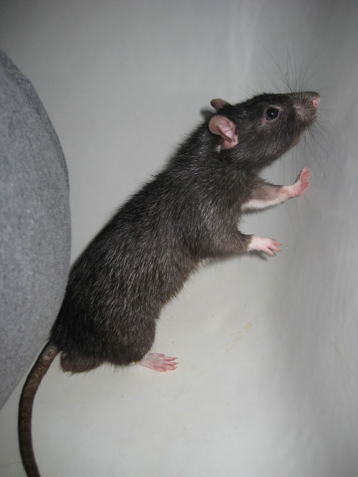 25 Hechos no tan divertidos que la gente de este grupo online no puede olvidar