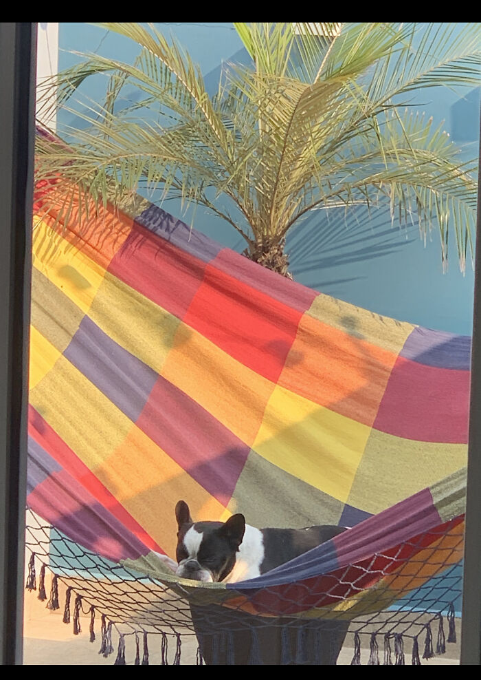 Dog And Hammock
