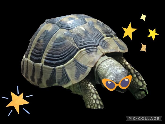 Celestial Tortoise!