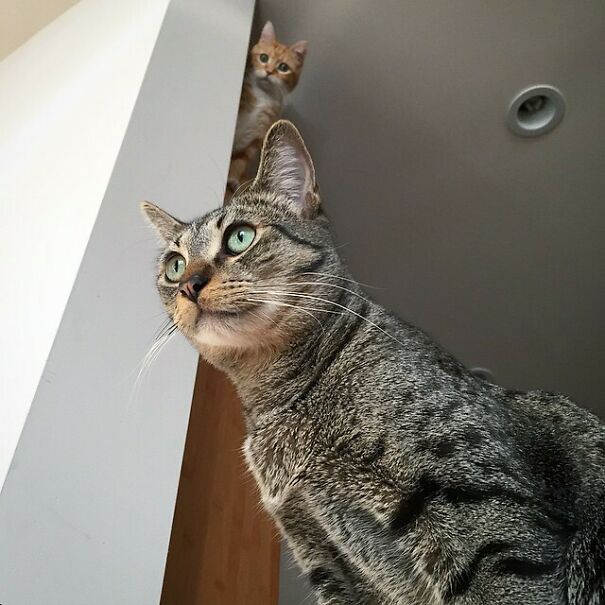 Ceiling Cat Is Watching You