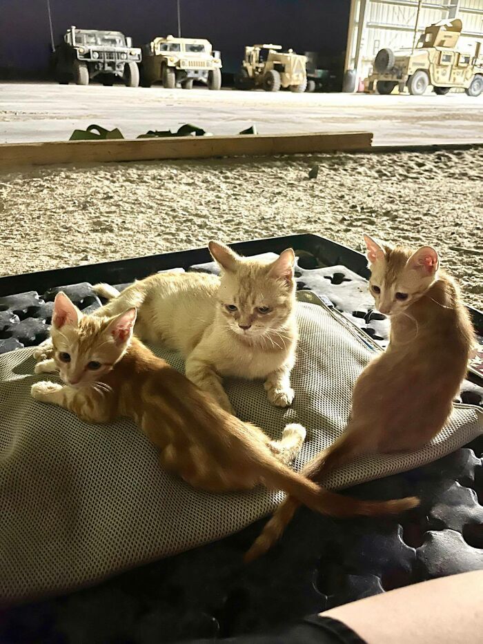 Sergeant Whiskers: A Cat With Two Kittens That Comforted Soldiers While They Were On Tour Sergeant Whiskers: A Cat With Two Kittens That Comforted Soldiers While They Were On Tour
