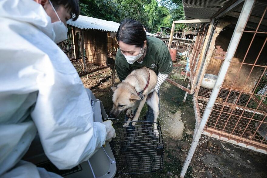 Dogs Experience Care And Love For The First Time After Being Saved From A Meat Farm