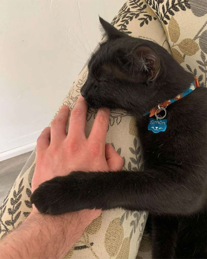 Se suponía que este gato tenía que atrapar a un ratón que vivía en la casa, pero acabaron haciéndose amigos Se suponía que este gato tenía que atrapar a un ratón que vivía en la casa, pero acabaron haciéndose amigos