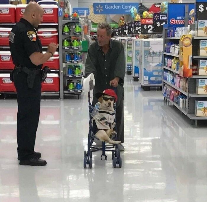 Important-Animals-Funny-Images