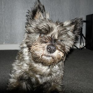 scotjimlandmac avatar