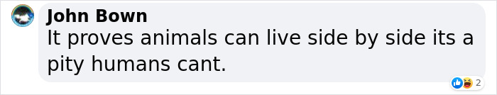 Cat Was Supposed To Catch A Mouse Living In The House, But Made Friends With It Instead